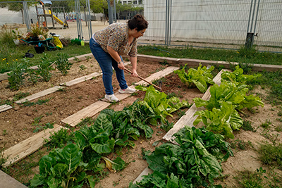 Hort escolar - imatge 7